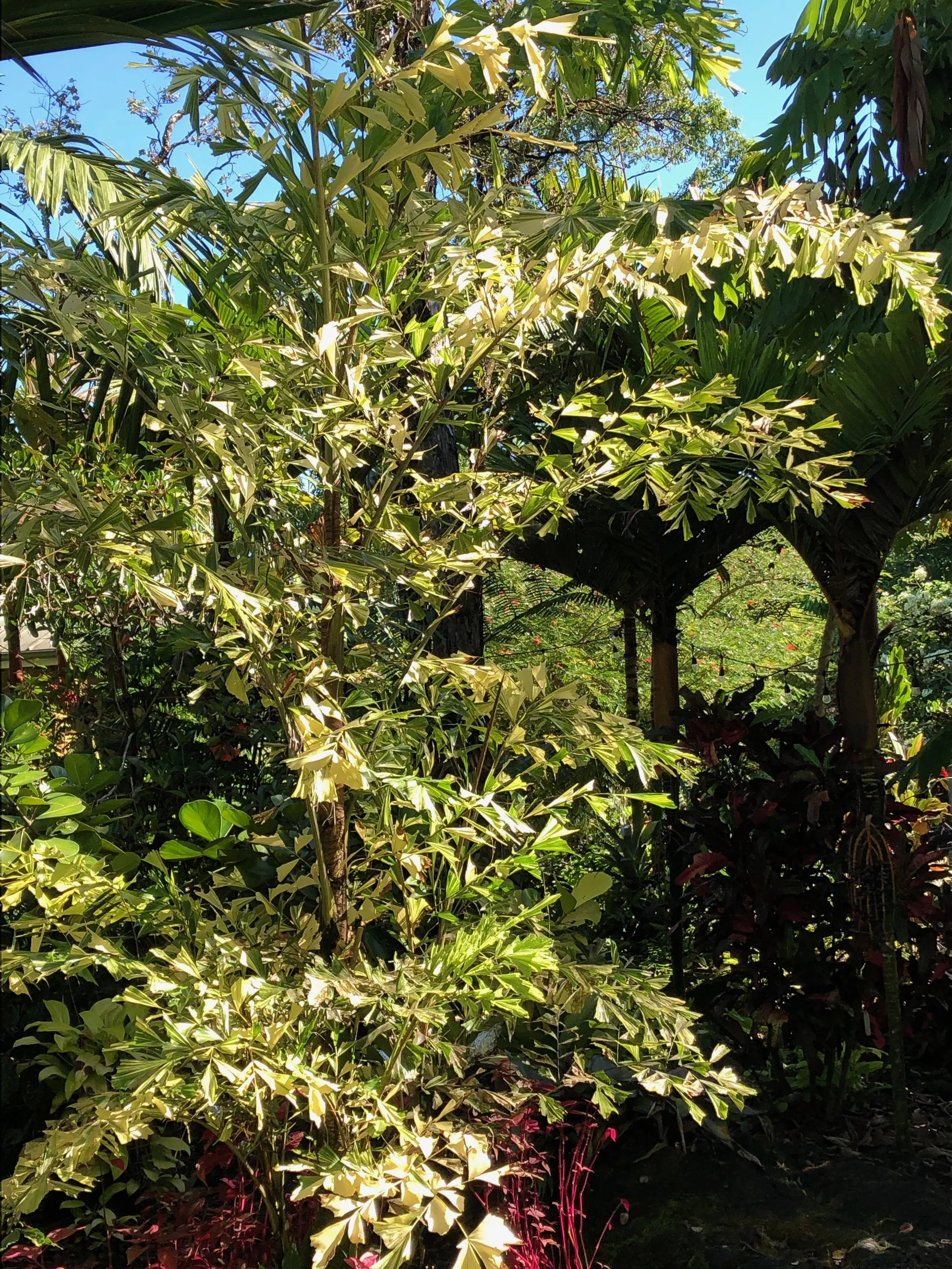 Caryota mitis variegata — Vintage Green Farms with Tom Piergrossi Caryota mitis variegata — Vintage Green Farms with Tom Piergrossi